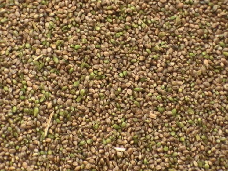 Bon stade de récolte du chènevis (moins de 10 % de grains verts).