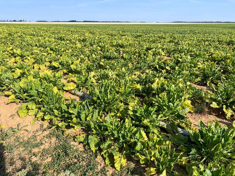 Le 31 juillet, à Seresville. Quelques parcelles autour de Chartres sont marquées par les symptômes de la jaunisse de la betterave.