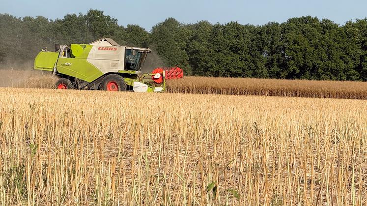 Le 4 juillet, à Saint-Lucien. Le colza est également la bonne surprise de la collecte de NatUp.