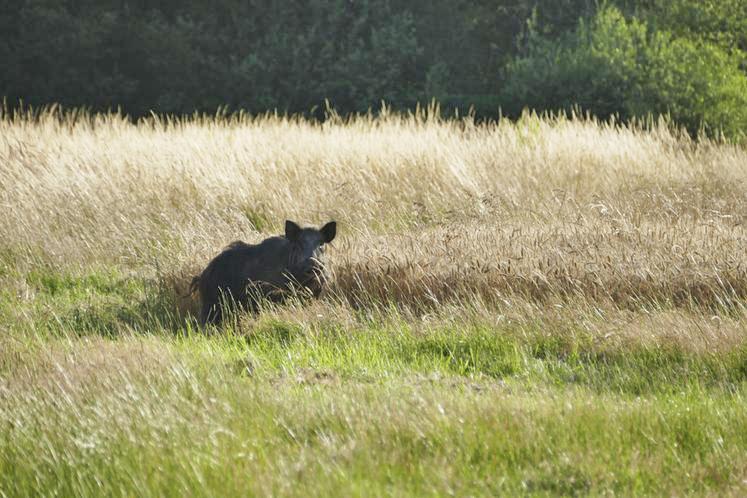 La Fédération des chasseurs de Loir-et-Cher a mis en place un comptage par drone au sein de la forêt de Marchenoir pour compter les grands gibiers, un dispositif inédit au sein du département. 