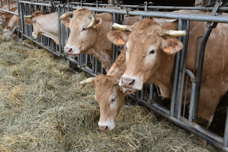 En chemin vers une filière équitable viande bovine francilienne. 