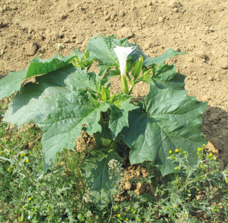 Le datura, une plante toxique présente dans les cultures de la région.