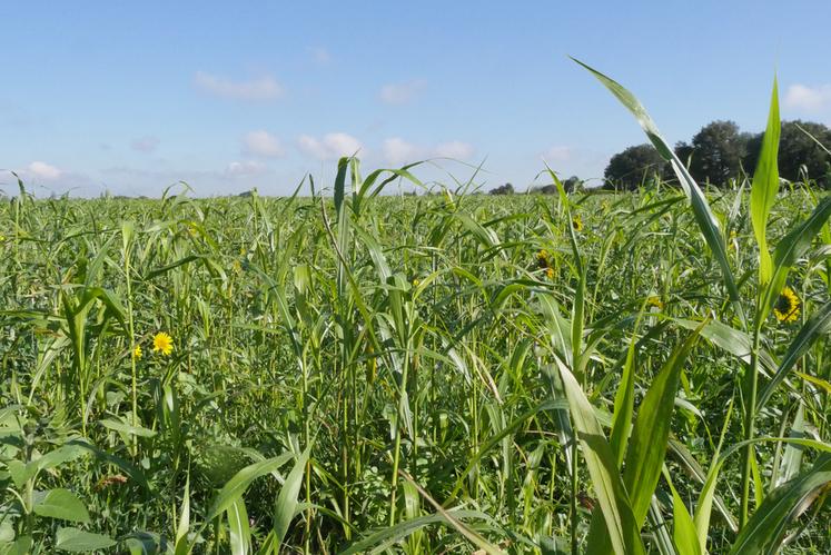 Un travail variétal sur les espèces rencontrées dans les couverts offrirait à l’agriculteur la possibilité d’en optimiser sa réussite.