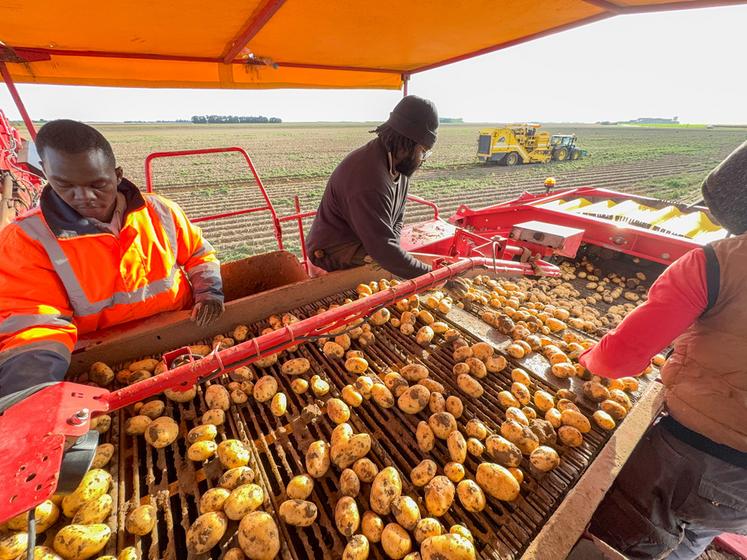 Compte tenu des épisodes de canicule, les chantiers d'arrachage ont été décalés le soir ou tôt le matin pour permettre aux trieurs de travailler dans des conditions acceptables.