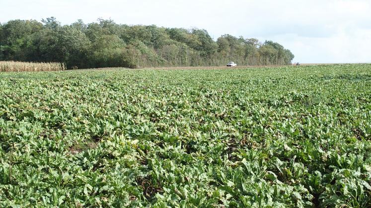 Le groupe coopératif Cristal Union présentera des résultats d'essais, réalisés entre 2022 et 2024, en agriculture régénératrice pendant le salon Innov-agri.