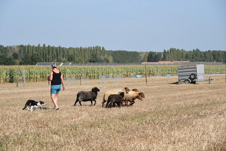 Les démonstrations de chiens de berger, une animation habituelle, intègre le pôle élevage.