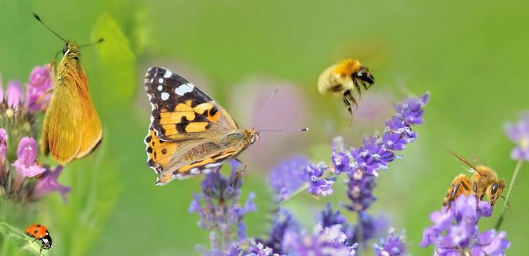 Les pollinisateurs jouent un rôle crucial dans les agroécosystèmes.