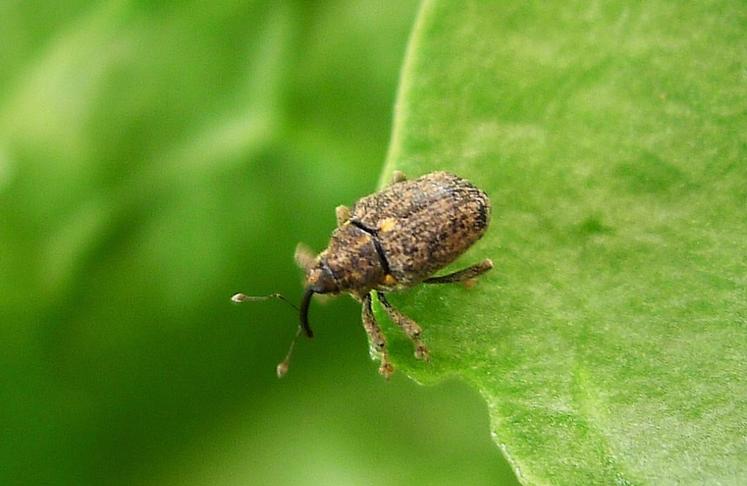 Les OAD aident à la gestion des altises et du charançon du bourgeon terminal. 