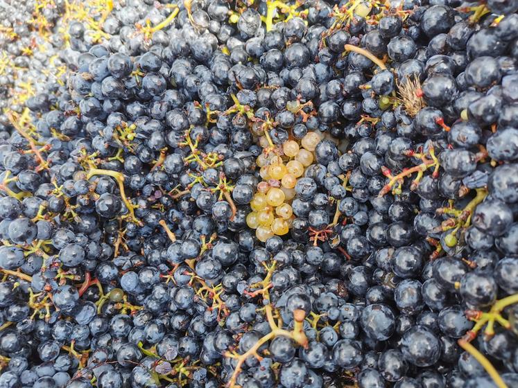 Top départ pour les vendanges en Loir-et-Cher.