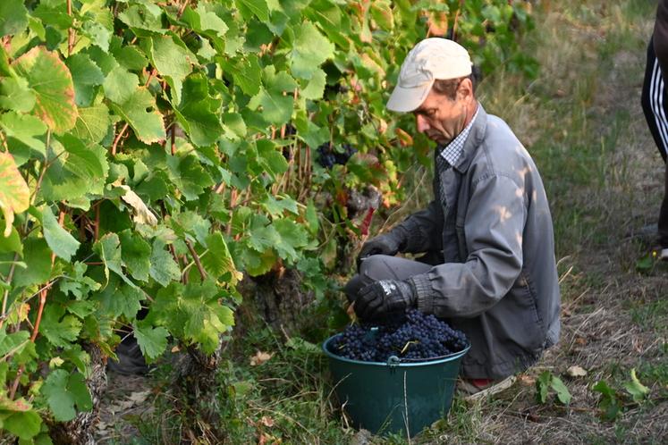 Même si la majorité de ses vendanges se font mécaniquement, les vendanges manuelles continuent à perdurer pour la récolte des cépages destinés aux crémants. 