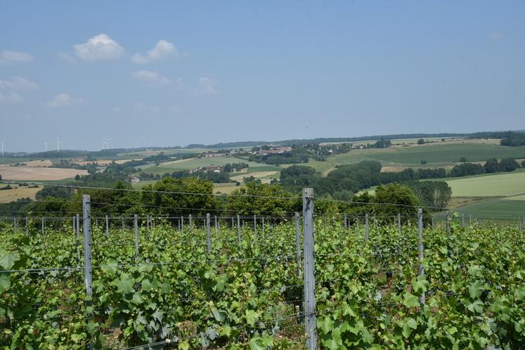Montdauphin, vendredi 13 juin. Les parcelles du domaine Delorozoy, dans la vallée du Morin, sont implantées de quatre cépages différents.