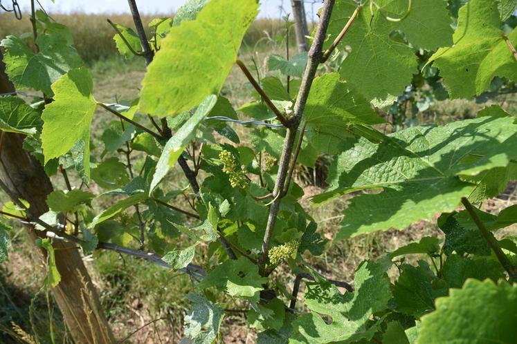 Sous le chaud soleil de cette mi-juin, une jeune grappe de raisin. 