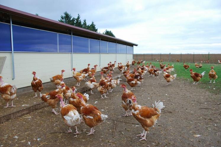En cas de confinement sanitaire imposé par l'influenza aviaire, certains élevages peuvent prétendre à des dérogations d'accès à des parcours réduits. 