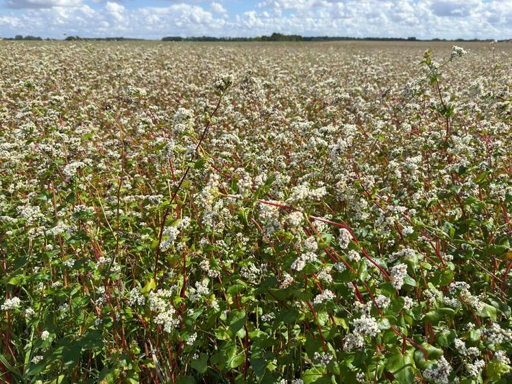La chambre d'Agriculture d’Eure-et-Loir dévoilera tout sur le sarrasin et sa filière jeudi 11 septembre à Orsonville (Yvelines).