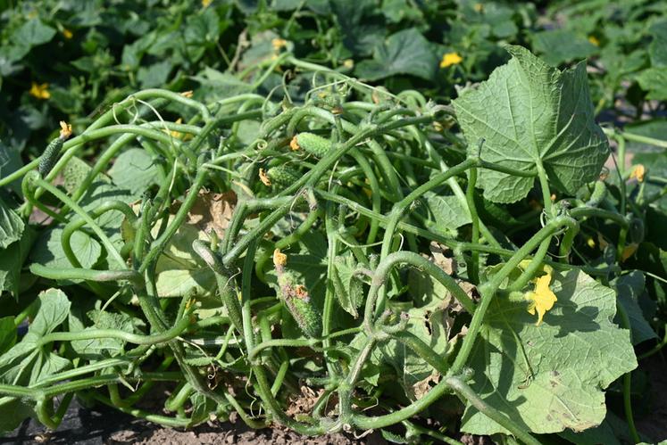 La saison des cornichons chez Denis Billaut à Ouchamps a été expéditive avec une fin dès la mi-août. 