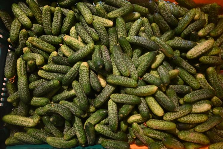 La saison des cornichons chez Denis Billaut à Ouchamps a été expéditive avec une fin dès la mi-août. 
