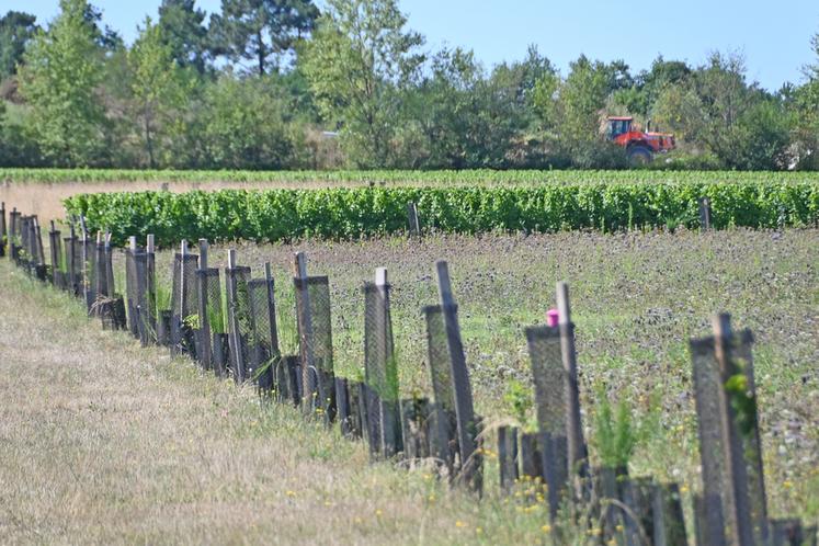 Mercredi 9 juillet, à Saint-Romain-sur-Cher. Une dizaine de viticulteurs sont venus visiter un îlot de l'exploitation viticole du Domaine du Chapitre, où plusieurs kilomètres de haies ont été replantés.