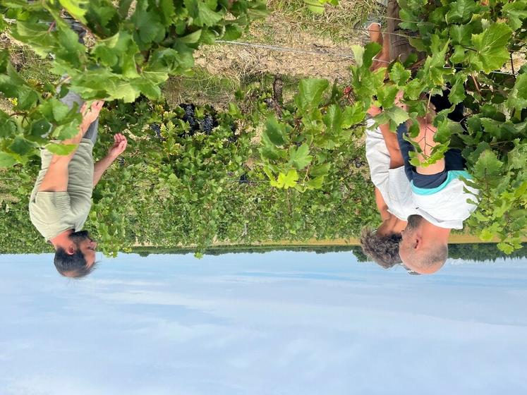 Mardi 26 août, à Thoré-la-Rochette. L'appellation Côteaux du Vendômois a organisé une visite pré-vendanges avec deux conseillers de la chambre d'Agriculture.