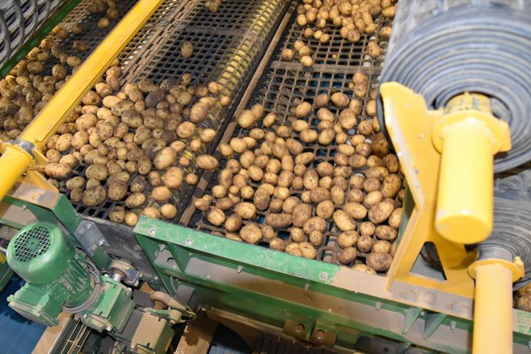 Le Groupe Coisnon gère près de 55 000 tonnes de pommes de terre en tant que négociant et les distribue sur les marchés de gros et la grande distribution au niveau national, mais aussi à l’export dans toute l’Europe. 