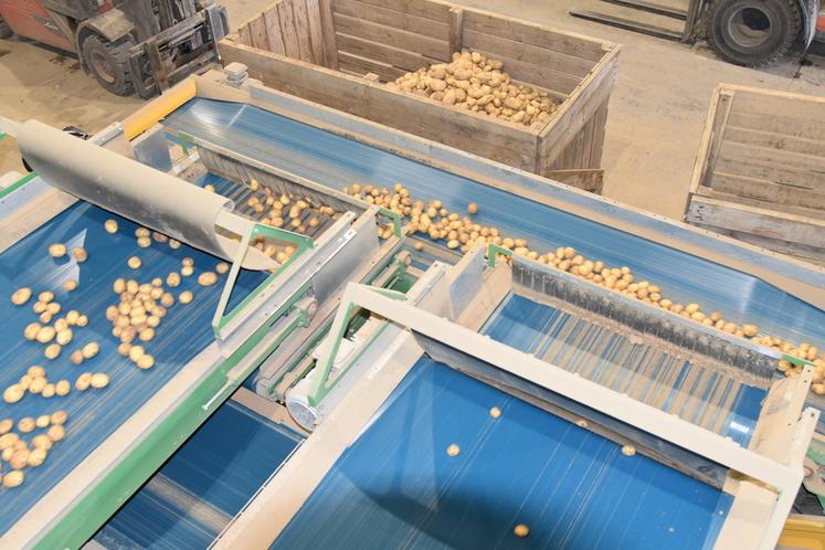 Le Groupe Coisnon gère près de 55 000 tonnes de pommes de terre en tant que négociant et les distribue sur les marchés de gros et la grande distribution au niveau national, mais aussi à l’export dans toute l’Europe. 