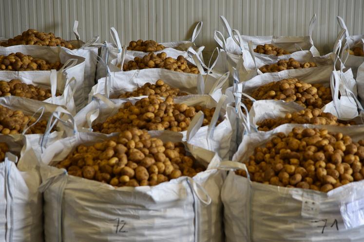 Le Groupe Coisnon gère près de 55 000 tonnes de pommes de terre en tant que négociant et les distribue sur les marchés de gros et la grande distribution au niveau national, mais aussi à l’export dans toute l’Europe.