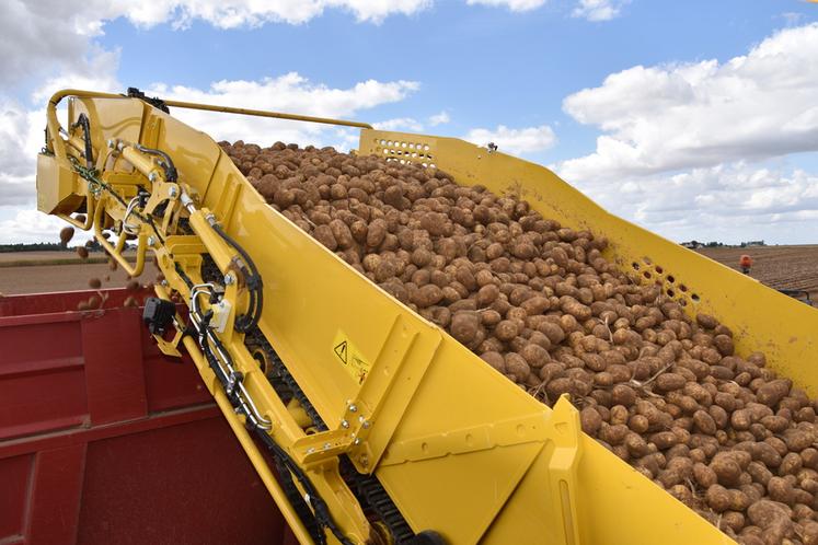 Chaque jour, 7 à 8 hectares de pommes de terre sont récoltées grâce à deux arracheuses.