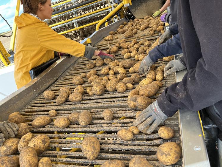 Dix-huit saisonniers sont embauchés pendant un mois pour assurer la récolte en triant les pommes de terre.