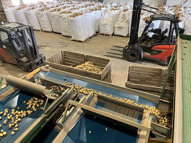 Le Groupe Coisnon gère près de 55 000 tonnes de pommes de terre en tant que négociant et les distribue sur les marchés de gros et la grande distribution au niveau national, mais aussi à l’export dans toute l’Europe. 