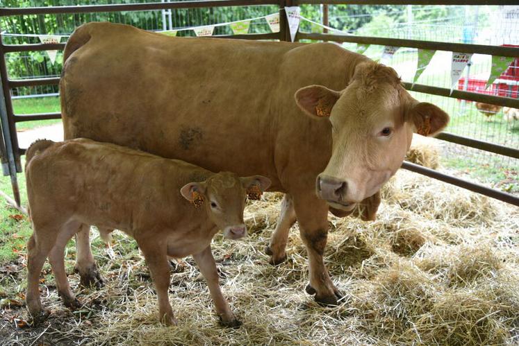 Les animaux restent les véritables vedettes du comice, attirant toujours petits et grands autour des enclos.