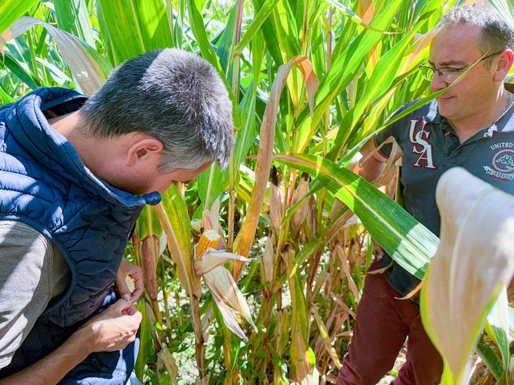 Un tour dans une parcelle de maïs pour vérifier sa qualité avant le chantier d'ensilage.