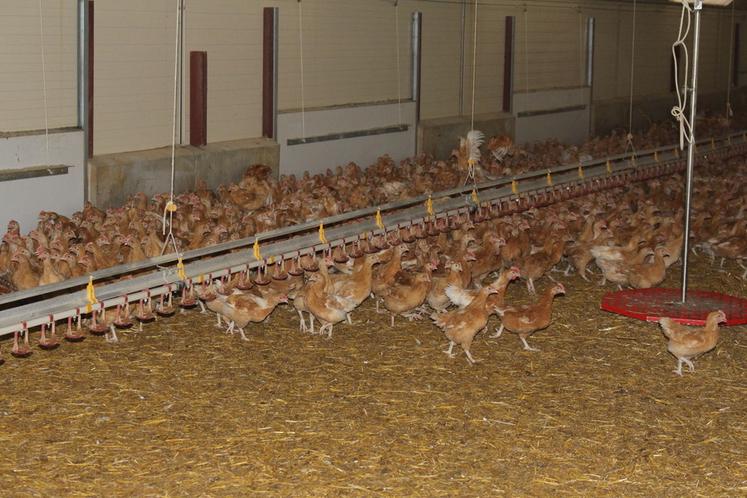 Les poulets sont nourris pendant douze semaines minimum.