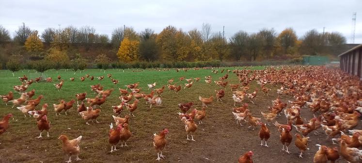 Les poulets ont accès à un parcours enherbé et arboré dans lequel poussent des noisetiers qui entreront en production en 2026. Au fond, on distingue la ligne TGV.