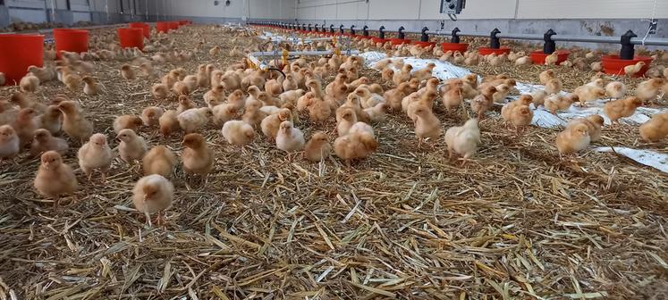 Les poussins arrivent déjà vaccinés.