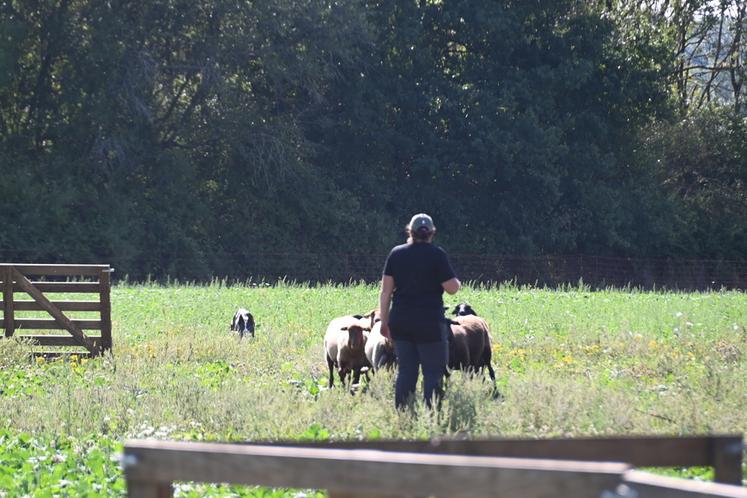 Des démonstrations de chiens de berger ont eu lieu, révélant une belle complicité entre maître et chien, grâce à laquelle le troupeau de brebis pouvait être manœuvré avec rapidité et précision.