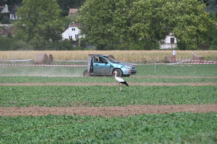 Une cigogne a investi le terrain de la course de traîne-culs et a décidé d'y rester tout le week-end. Et ce n'est pas le passage des voitures qui lui a fait peur, elle est restée imperturbable.