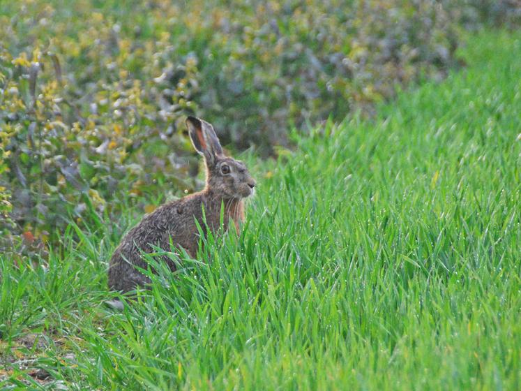 Une date à retenir pour les chasseurs de petits gibiers : ce dimanche 21 septembre.
