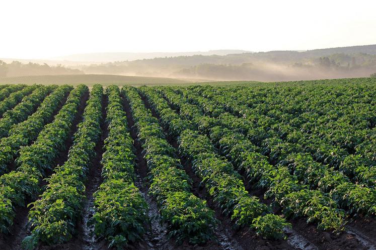 Très utilisé pour le désherbage des céréales et des pommes de terre, le flufénacet voit son avenir réglementaire évoluer. 
