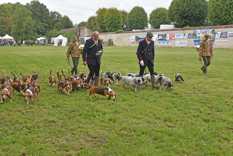 Les démonstrations des chiens des équipages de chasse ont captivé le public, offrant un aperçu du travail de ces meutes en conditions réelles.
