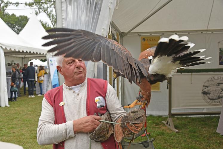 Plus méconnue, la chasse au vol était aussi mise à l’honneur. Les fauconniers ont rappelé la force impressionnante de ces oiseaux, capables d’exercer une pression équivalente minimale de 80 kg avec leurs serres.