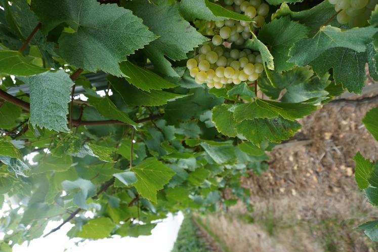 Les vendanges sont proches.