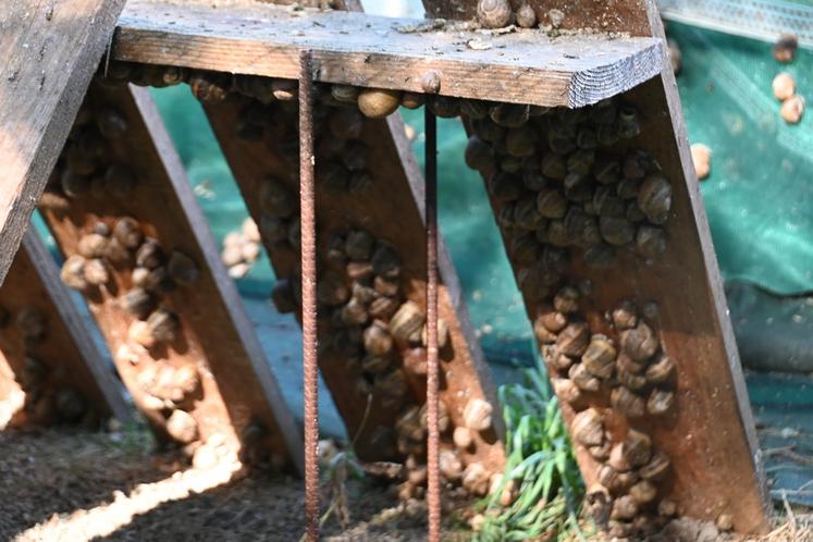 Florian Richard, apiculteur à Saint-Viâtre, a décidé de se diversifier en lançant un élevage de plus de 60 000 escargots. 