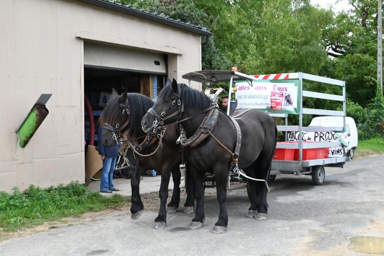 Toute la journée, les deux percherons ont parcouru les 3 kilomètres séparant les vignes et le chai afin d'acheminer les caisses de raisin. 