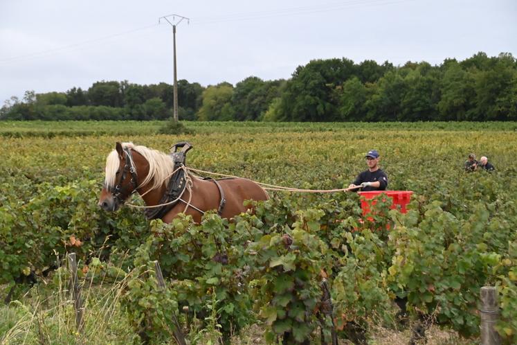 Samedi 13 septembre, à Thoré-la-Rochette. Les vins Creuzet ont décidé de pratiquer des vendanges avec chevaux de trait, dans leur parcelle de pineau d'Aunis nommée Trotte Putain, du nom du lieu-dit où se trouve ces vignes centenaires.