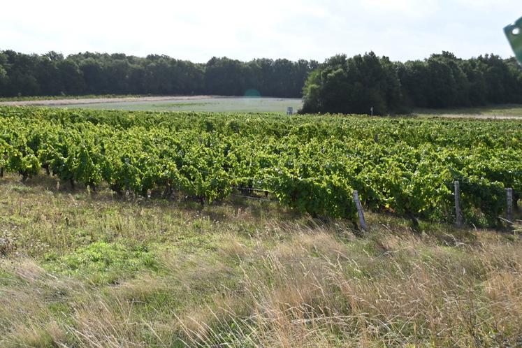 L'Inrae a publié un dossier technique mettant en avant les mutations à venir pour la filière viticole afin de s'adapter au changement climatique notamment. 