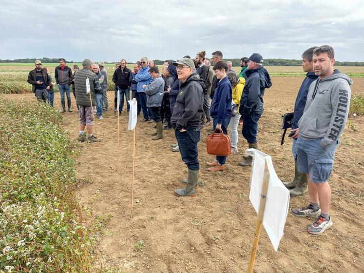 Jeudi 11 septembre, à Orsonville (Yvelines). Les agriculteurs présents lors de la réunion organisée par la Chambre ont pu comparer des variétés de sarrasin.