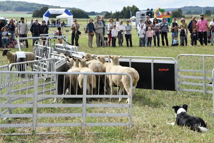 Parmi les animations, les spectateurs ont pu assister à une démonstration de chien de troupeau.