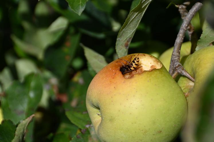 Cette année encore, les pommes sont mangées par les frelons européens et asiatiques. 