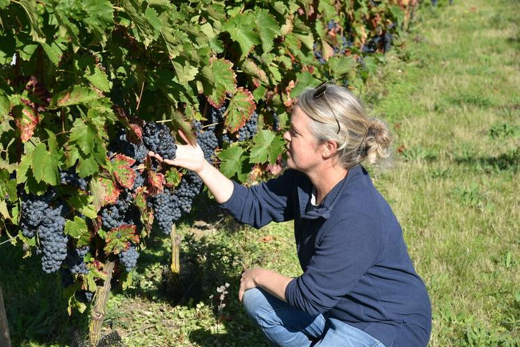 Anne Bléchet, en reconversion, s’investit aux côtés de ses frères dans le domaine familial, 100 % cépages résistants.