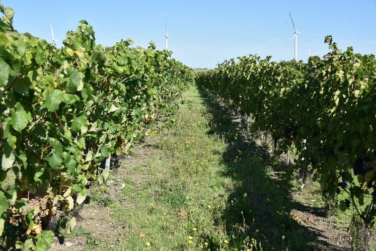 Entre champs, éoliennes et horizon dégagé, la vigne des Bléchet illustre la diversification agricole en Beauce.