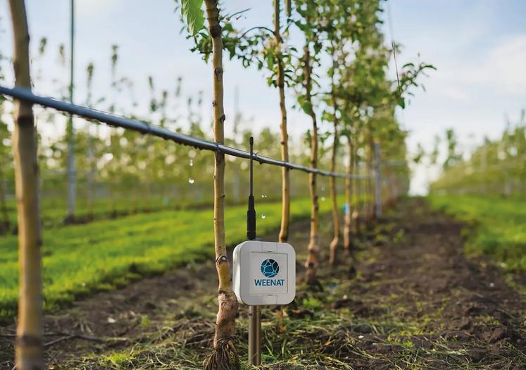Les sondes tensiométriques mesurent la force que les racines de la plante doivent déployer pour extraire l’eau du sol.